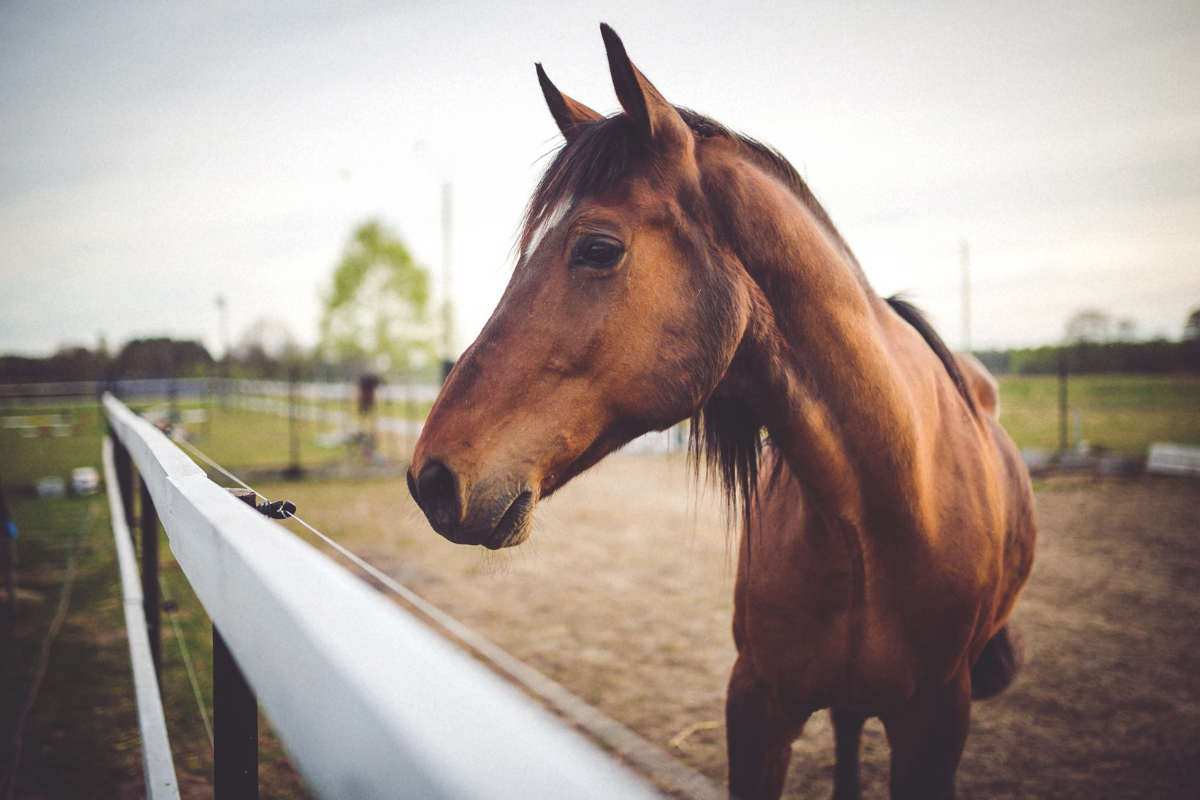 World Horse Welfare.