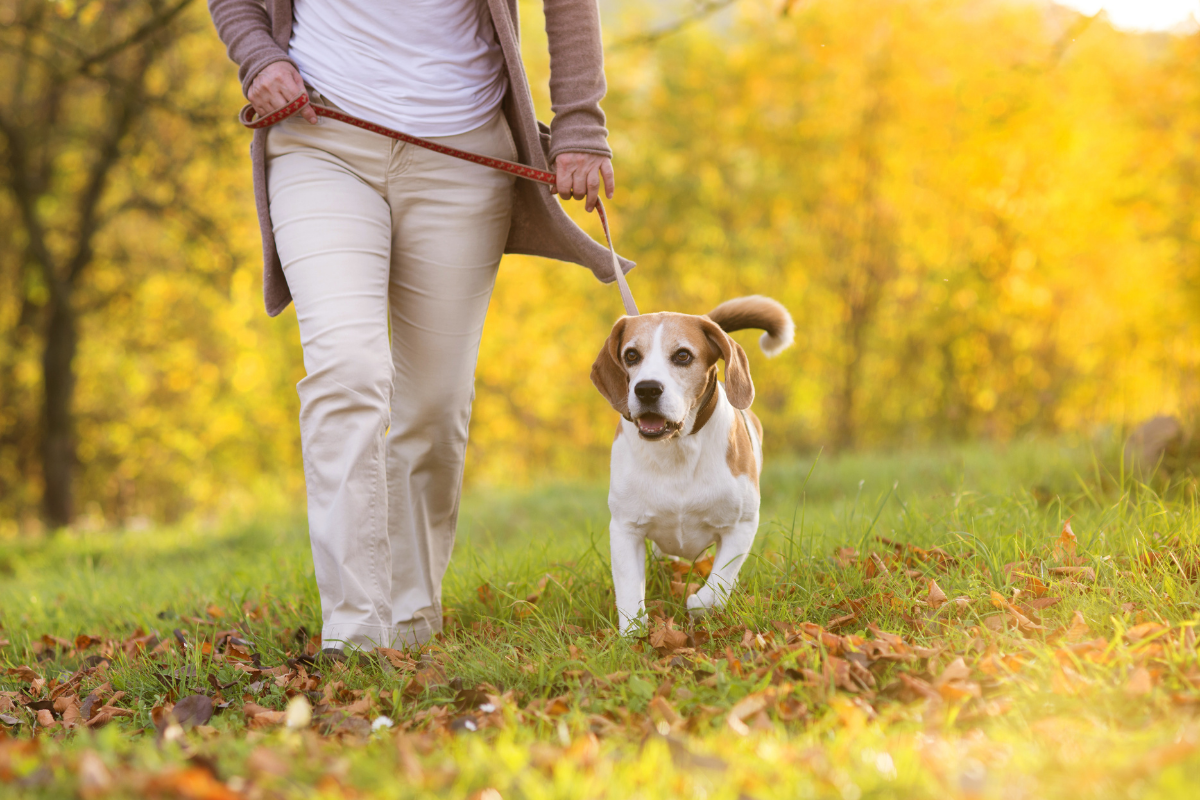 Dog friendly walking routes Norwich.